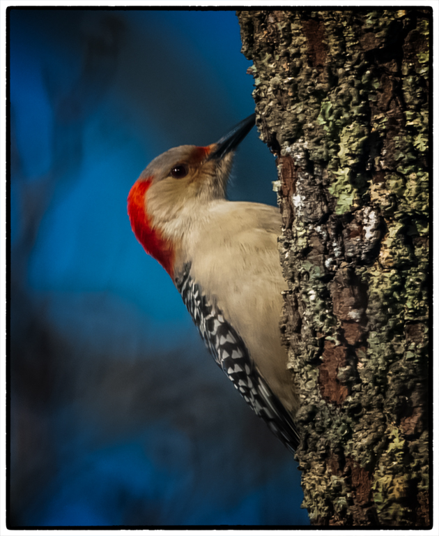 Nature In Class A By Steve Lombardi For  Redbellied Woodpecker FEB-2019.jpg